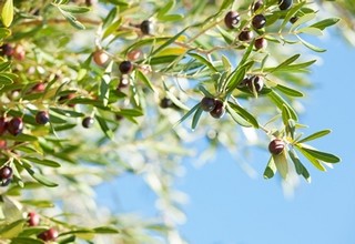 FINACTU remporte l’appel d’offres lancé par le Ministère de l’Agriculture du Maroc pour la création de la première assurance agricole indicielle du Royaume