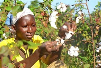 Sénégal : FINACTU conforte sa position de leader de l’assurance agricole
